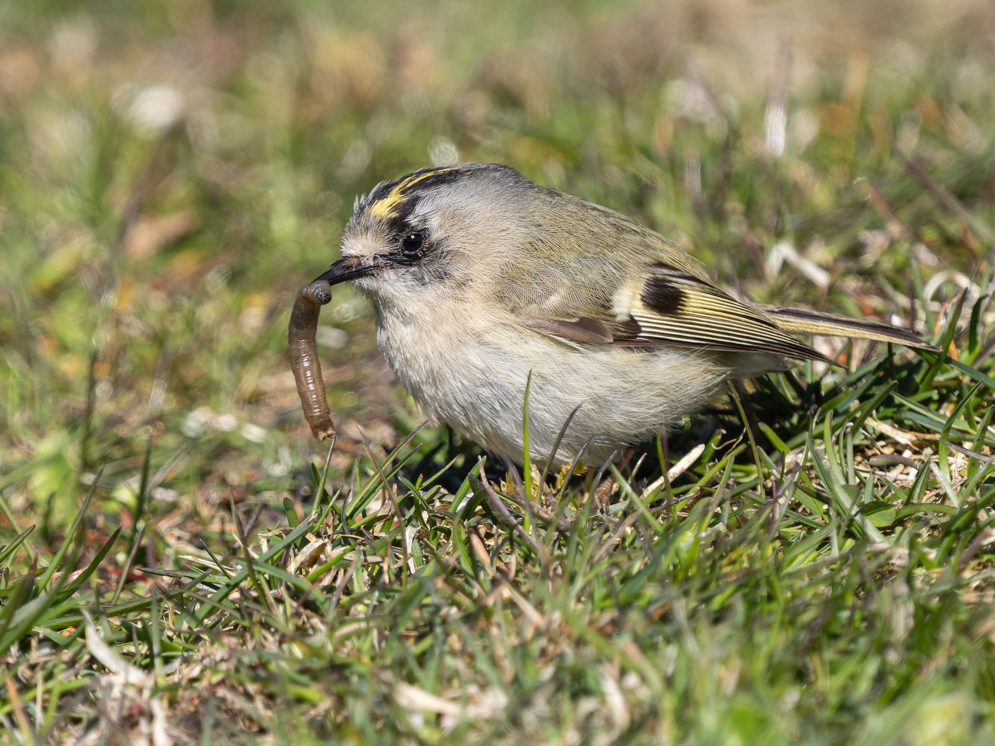 337 260424 1528 H  1HR4697 DxO DeepPRIME 3